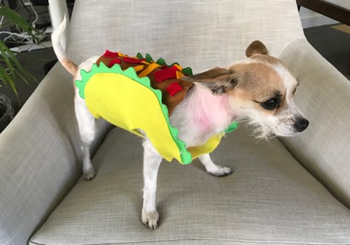 Easy No-Sew Doggy Taco Costume Perfect For Halloween