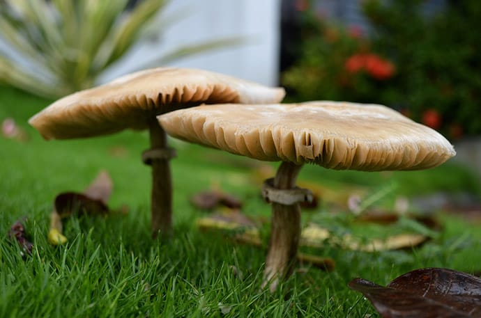 Mushrooms on the grass