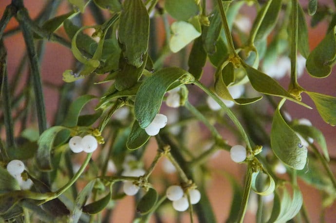 Image of the Mistletoe plant