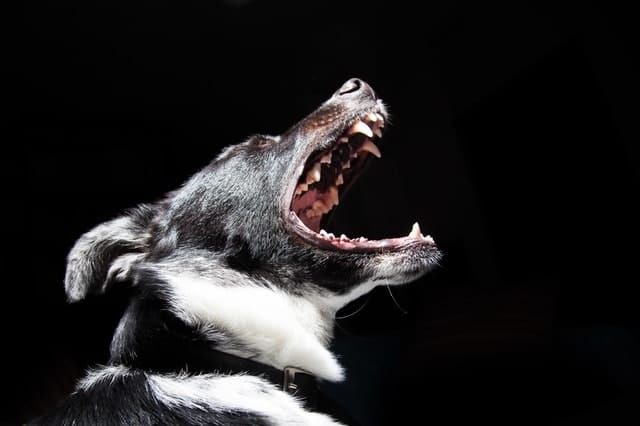 Aggression in Dogs: What Is It and How to Stop It