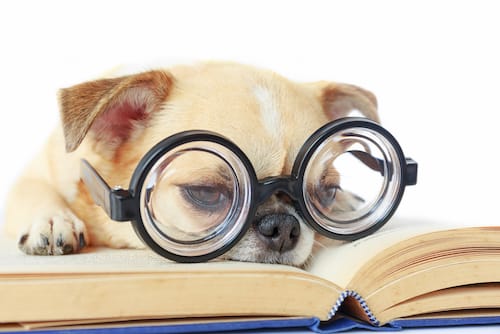Dog Intelligence: Everything You Need to Know