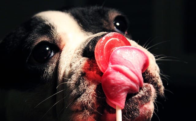 Dog Licking His Nose