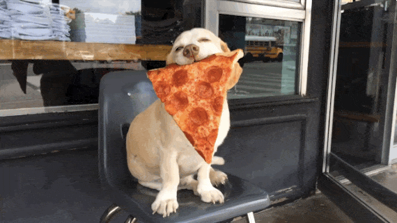 Doggo with a pizza gif