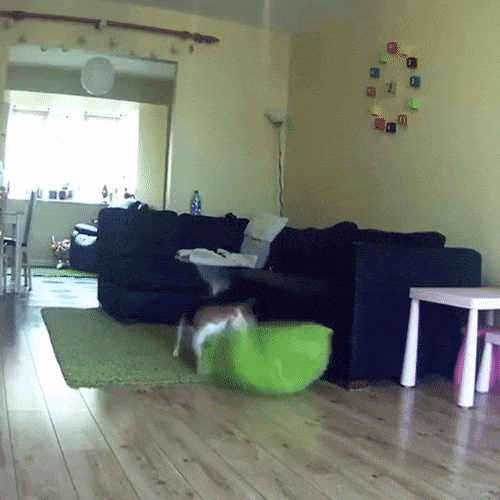 dog ripping pillow