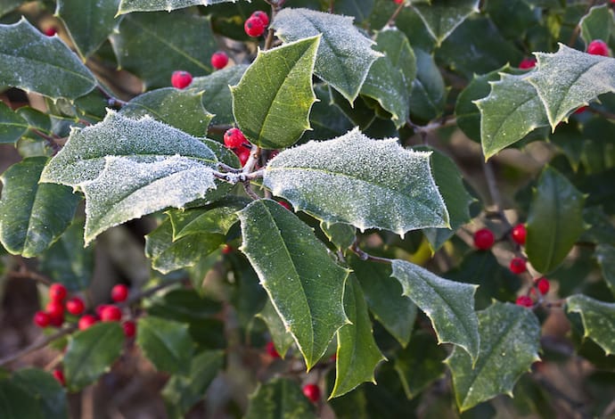 Image of the Holly plant