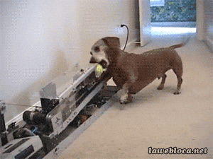 smart dog training machine