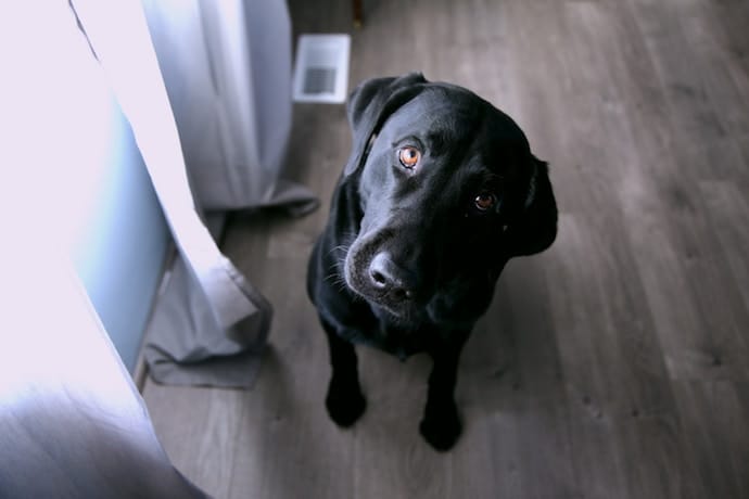 Labrador Retriever separation anxiety