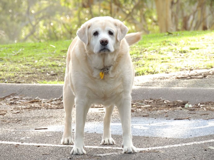 here's how to tell if your dog is overweight
