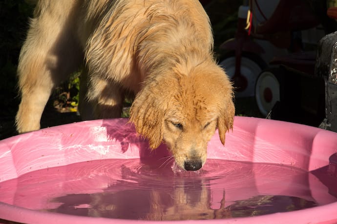 Dog Drinking from Pool
