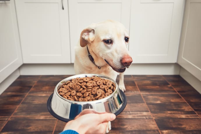 What to feed a dog that won t eat