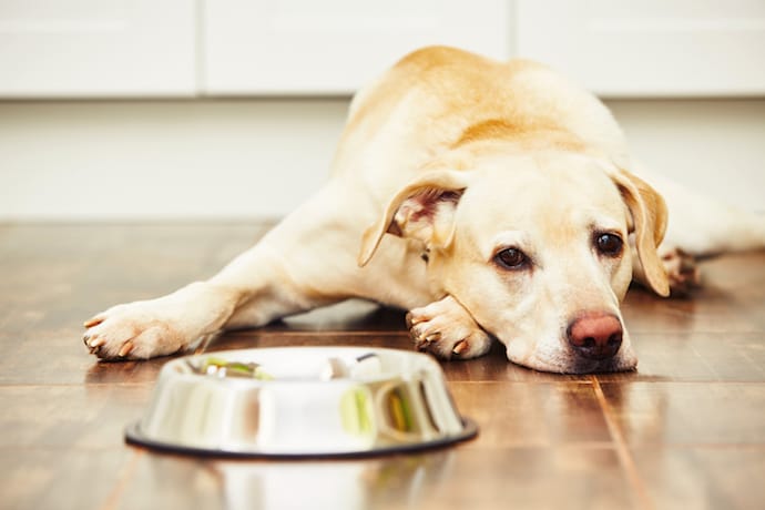 Sad dog near a bowl