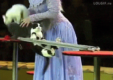 cats competing in the olympics