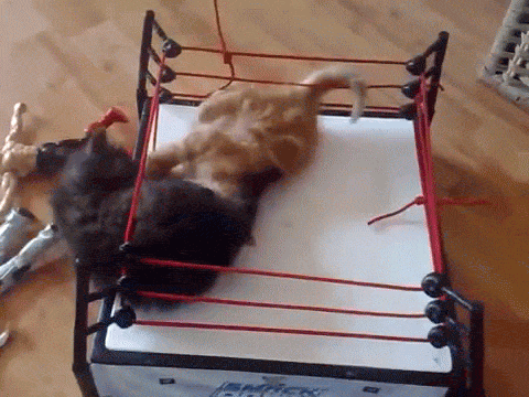 kittens compete in a boxing match