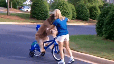 Dog cycling