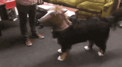 funny dog with horse head