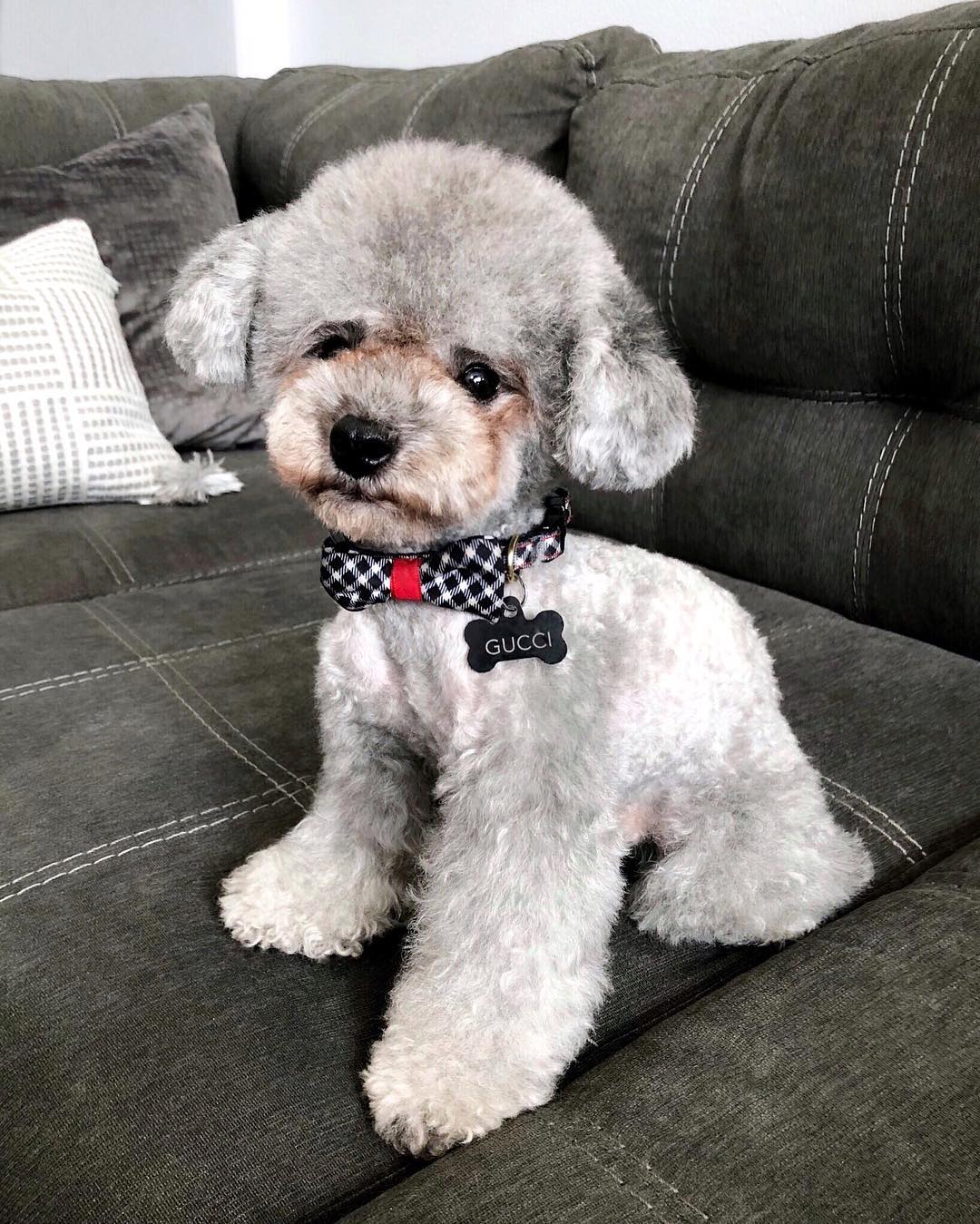 adorable poodle haircut
