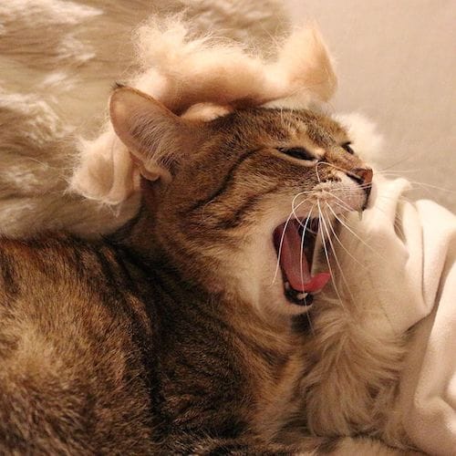 cat with Trump hair 1