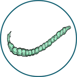 Tapeworms in cats