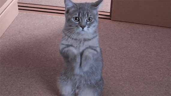 Cat begging for food gif