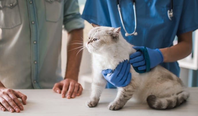 Cat veterinarian