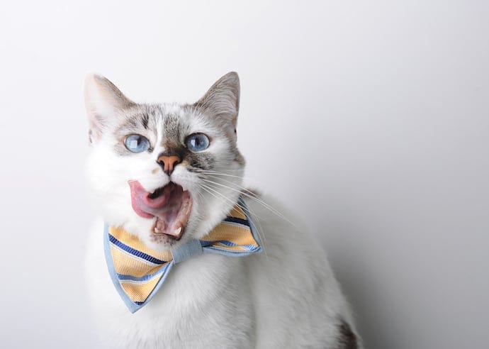Cute Cat in a bow tie