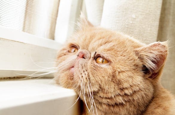 Is My Cat Depressed? The Sad Cat Decoded