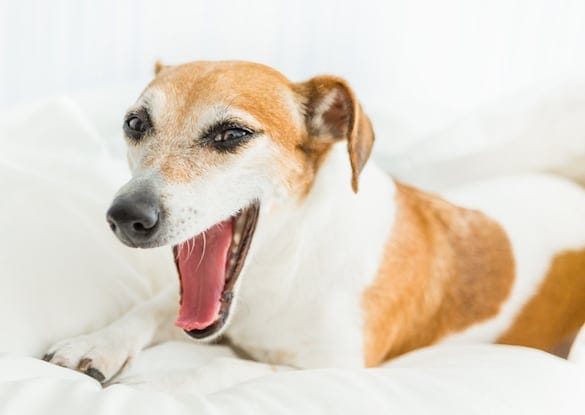Kennel Cough in Dogs: a Highly Infectious Respiratory Disease