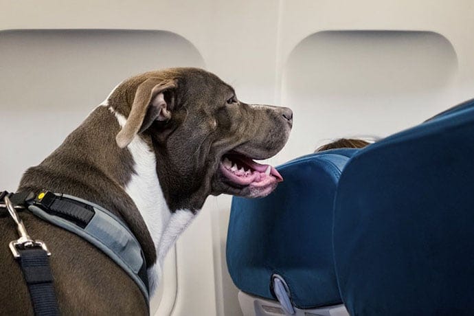 Photo of a dog on an airplane