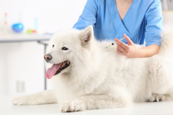 Pet Vaccinations Guide for Cats & Dogs