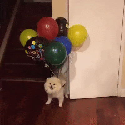 dog flies on baloons