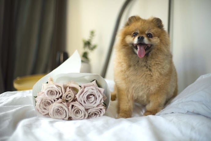 Pomeranian dog is sitting on a bed with flowers