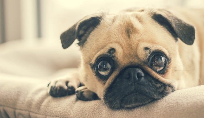 a sad dog pug
