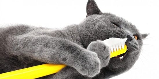 Cat with a toothbrush cleaning his teeth
