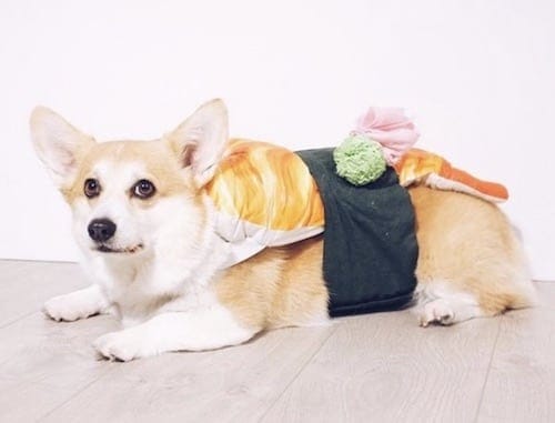 Ten Dogs Dressed Up Like Delicious Foods