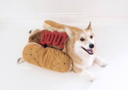 Corgi weared in a hot-dog costume
