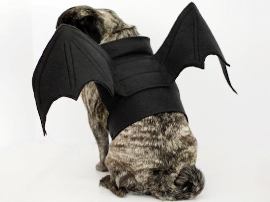 Halloween-dog-bat-costume
