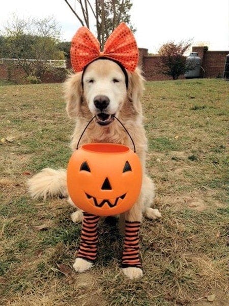 Halloween costume a dog holding the pumpkin
