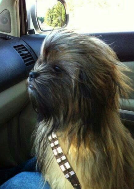 Chewbacca Wookiee dog Halloween costume