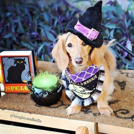 dog witch halloween costume