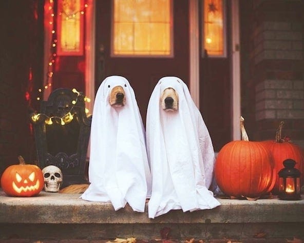 15 Squeal-with-Delight, Spooktacular Dog Halloween Costumes