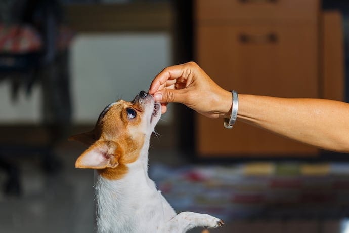 Owner is feeding a dog with a treat