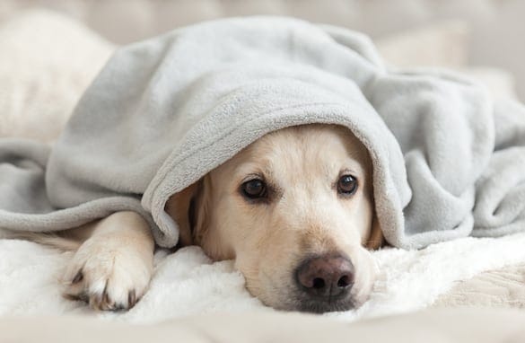 Your Essential Guide to Understanding Depression in Dogs