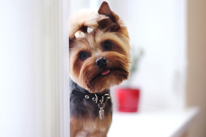 Yorkshire Terrier apartment dog breed