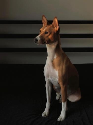 Basenji apartment dog breed