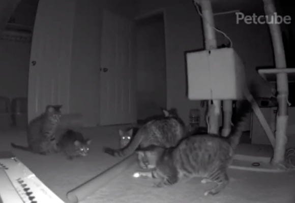 11 Funniest Pets Caught on Petcube at Night