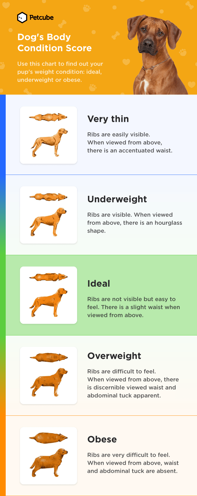 Dog's body condition score chart underweight obese
