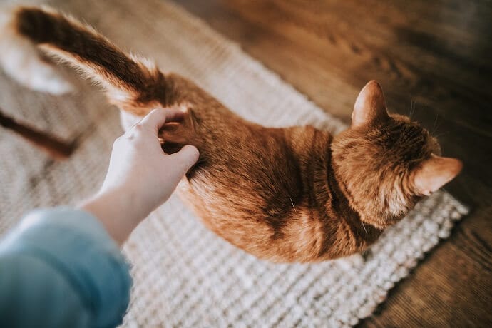 a cat and a hand