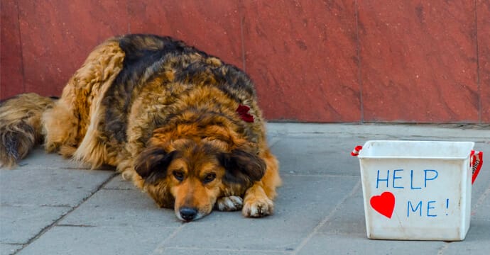 a dog with a charity box