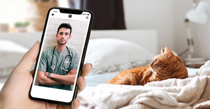 a phone with a vet photo and a cat