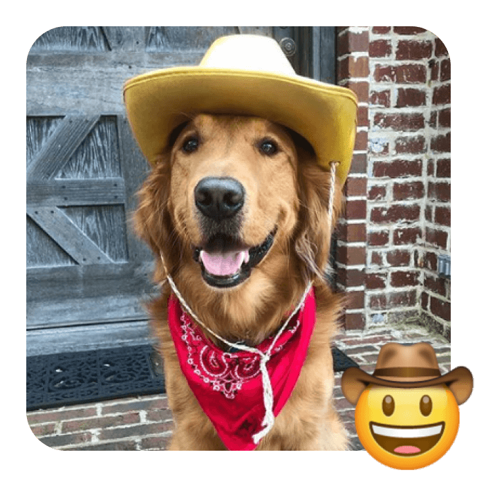 a dog in a cowboy hat